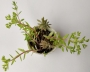 Седум (Sedum sarmentosum)