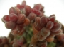 Седум стахлии (Sedum stahlii)