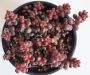 Седум стахлии (Sedum stahlii)