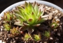 Семпервивум (Sempervivum)