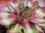 семпервивум sempervivum