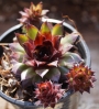 Семпервивум (Sempervivum)