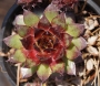 Семпервивум (Sempervivum)