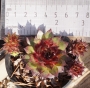 Семпервивум (Sempervivum)