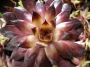 Семпервивум (Sempervivum)