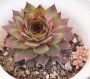 Семпервивум (Sempervivum)