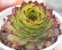 Семпервивум (Sempervivum)