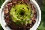 Семпервивум (Sempervivum)