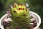 Семпервивум (Sempervivum)
