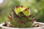 Семпервивум (Sempervivum)