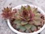 Семпервивум (Sempervivum)