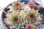 Семпервивум (Sempervivum)