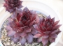 Семпервивум (Sempervivum)