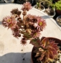 Семпервивум (Sempervivum)