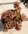 Семпервивум (Sempervivum)
