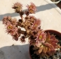 Семпервивум (Sempervivum)