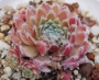 Семпервивум (Sempervivum)