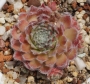 Семпервивум (Sempervivum)