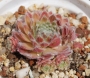 Семпервивум (Sempervivum)
