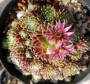 Семпервивум (Sempervivum)