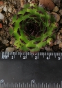 Семпервивум (Sempervivum reinhard)