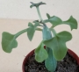 Сенецио (Senecio articulatus cv., Candle light)