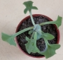 Сенецио (Senecio articulatus cv., Candle light)