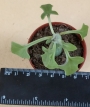 Сенецио (Senecio articulatus cv., Candle light)