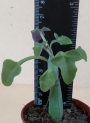 Сенецио (Senecio articulatus cv., Candle light)