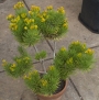 Сенецио (Senecio barbertonicus)