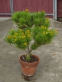 Сенецио (Senecio barbertonicus)