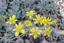 Сенецио (Senecio crassissimus)