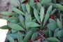 Сенецио (Senecio crassissimus)
