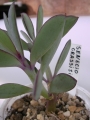 Сенецио (Senecio crassissimus)