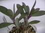 Сенецио (Senecio crassissimus)