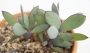 Сенецио (Senecio crassissimus)