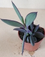 Сенецио (Senecio crassissimus)