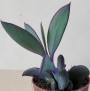 Сенецио (Senecio crassissimus)