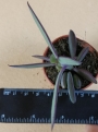 Сенецио (Senecio crassissimus)