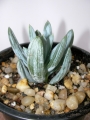 Сенецио (Senecio serpens)