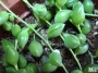 Сенецио (Senecio herreianus)