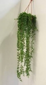Сенецио (Senecio herreianus)