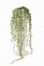 Сенецио (Senecio herreianus)