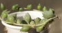 Сенецио (Senecio herreianus)