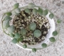 Сенецио (Senecio herreianus)