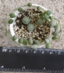 Сенецио (Senecio herreianus)