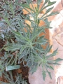 Сенецио (Senecio kleiniiformis)