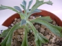 Сенецио (Senecio kleiniiformis)