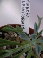 Сенецио (Senecio kleiniiformis)
