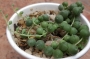 Сенецио (Senecio rowleyanus)